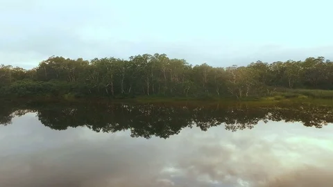 Flying along the forest with trees. Trees reflected in the water Stock Footage 73140140