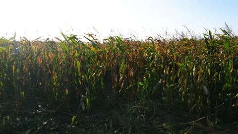 Flying along a large cornfield at dawn Vídeo Stock 158318136