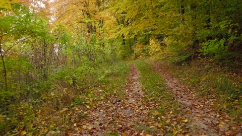 Flying along the path in the autumn forest. Ground is strewn with bright yellow Stock Footage 157322079