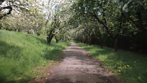 Flying along path in garden Stock Footage 154596319