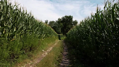 Flying along a path inside a cornfields 動画素材 247315171