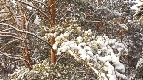 Flying up along the pine tree covered by snow in winter Vídeo Stock 156236508