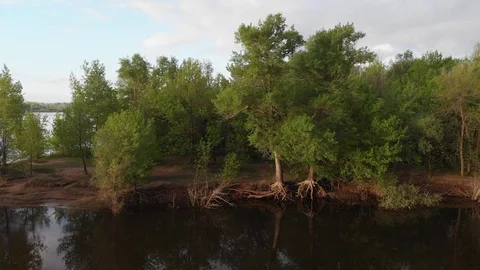 Flying along the river around green forest on sunny day aerial drone Stock Footage 89702761
