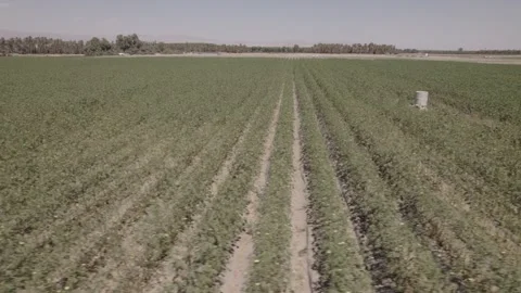 Flying along rows of crops Stock Footage 246523414