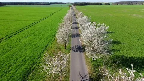 Flying along a small paved road under a blossom Cherry tree avenue  库存影片 334816941