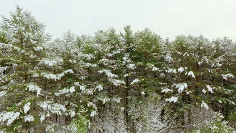 Flying Along Snowy Trees in Winter Forest Vídeos de archivo 147754587