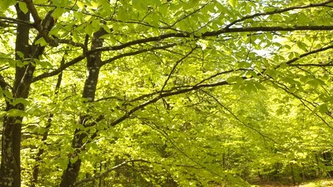 Flying along the spring sunny beech branches Stock Footage 128692540