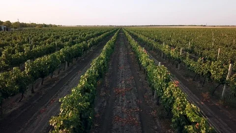 Flying along the vineyard at sunrise Stock Footage 126720027