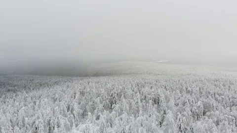 Flying along white winter forest, long wood to the horizon in a cloudy foggy day Stock Footage 122431778