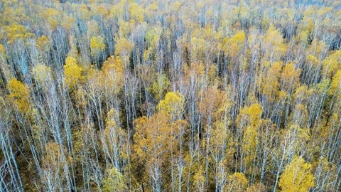 Flying along a young birch forest in late autumn, tree canopy of half - fallen Stock Footage 219554600