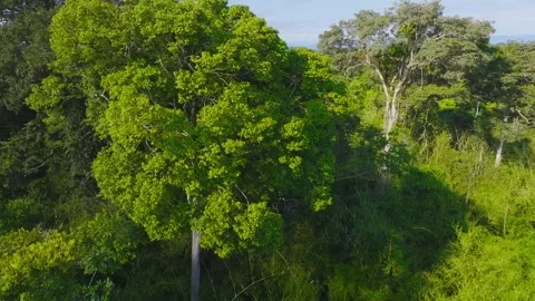 Flying Among Emergent Trees in Amazon Rainforest Canopy, Tambopata, Peru, Stock Footage 314319676
