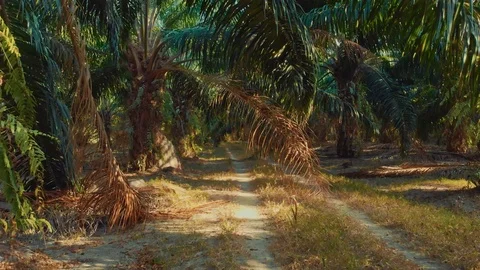Flying among the palm trees Stock Footage 109153691