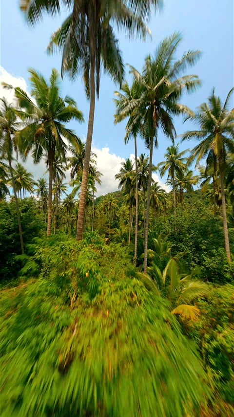 Flying among towering palm trees in a wild tropical palm forest. Stock Footage 249808411