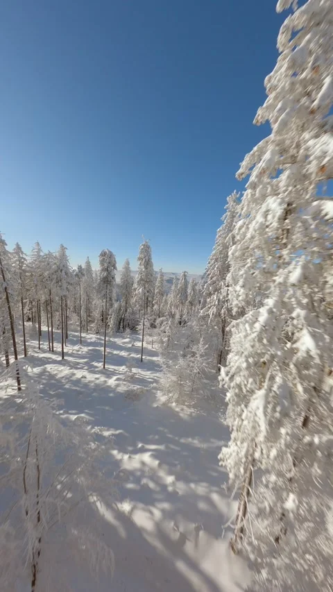 Flying among trees in a snow-covered pine forest in winter scenery in mountains. Stock Footage 238825399