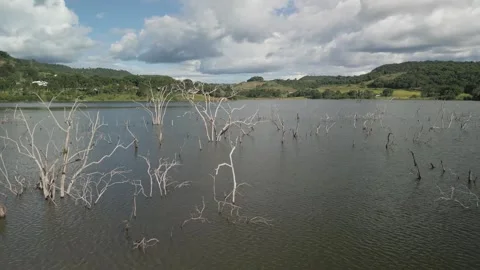 Flying among trees submerged by river dam. Canoas river. Stock Footage 253367526