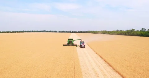 Flying among wheat cones Stock Footage 109309487
