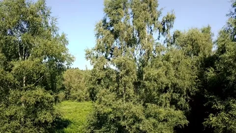 Flying up and backwards from trees and the countryside Stock Footage 140795968