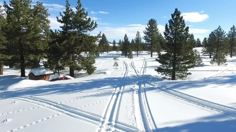 Flying up and between the trees Stock Footage 88784912