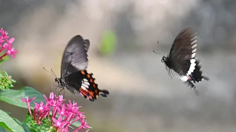Flying and chasing Common Mormon butterflies Stock Footage 310927091