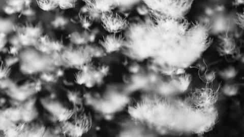 Flying and falling white petals, fluff, feathers. A snowstorm. Black background. Video stock 113096336