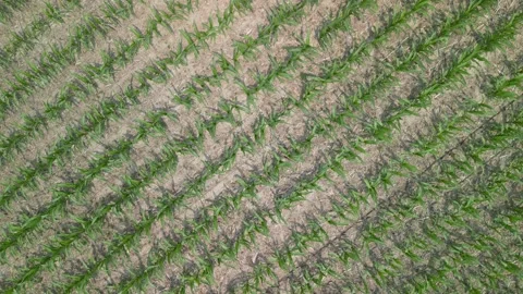 Flying up and looking down at corn Stock Footage 300878009