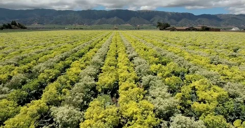 Flying up and over rows of vegetable plants in a large field, central California Stock Footage 73067689