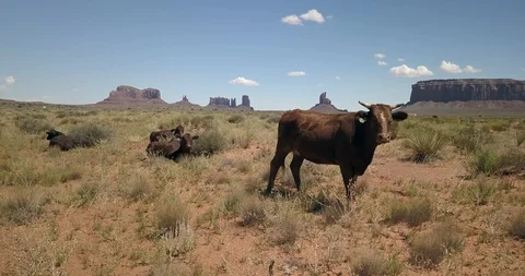 Flying up and over a small herd of cows in the famous Monument Valley Video stock 117863774
