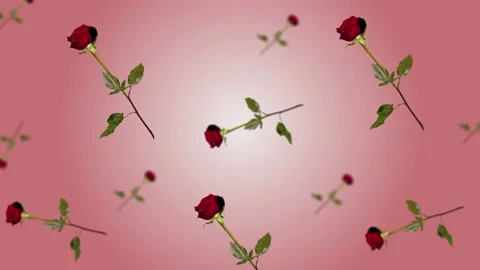 Flying and wiggle of different diameters red rose flower Stock Footage 168619463