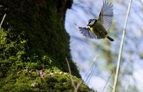 Flying angle Stock Photos