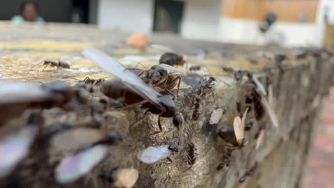 Flying ant day Stock-Footage 246420311