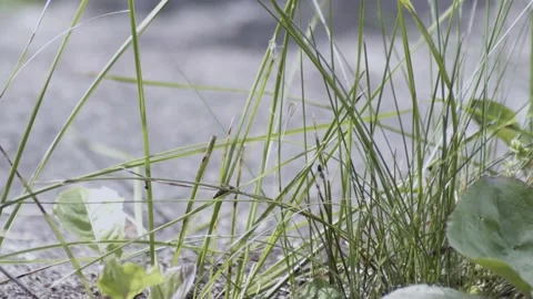 Flying ant day or Nuptial Flight. Ants with wings coming out from hives. Stock-Footage 137737331