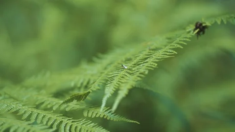 Flying ant on a leaf Stock Footage 94958425