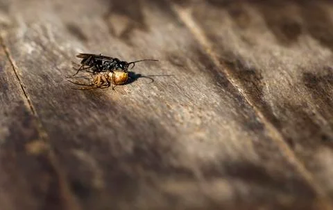 Flying ant with a spider Foto stock