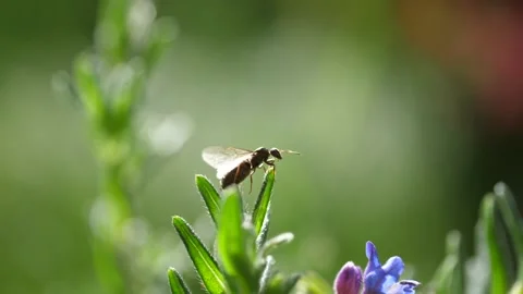 Flying ant in the summer in the garden 動画素材 137333596