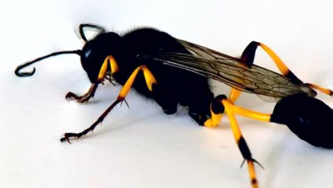 Flying ant on a white background Stock Photos