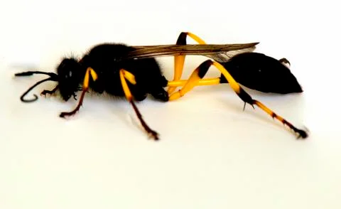 Flying ant on a white background Stock Photos