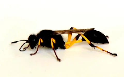 Flying ant on a white background Stock Photos