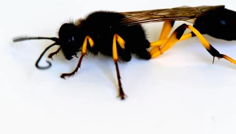 Flying ant on a white background Stock Photos