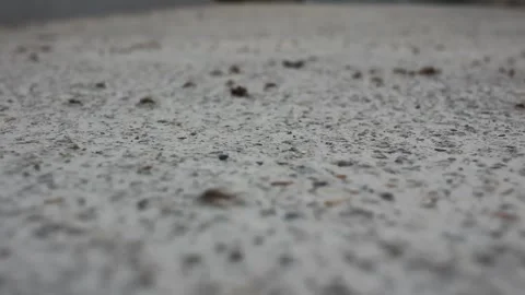 Flying ants are crazy before rain Stock Footage 247470152