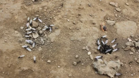 Flying ants circle a ground nest opening together Stock Footage 287040387