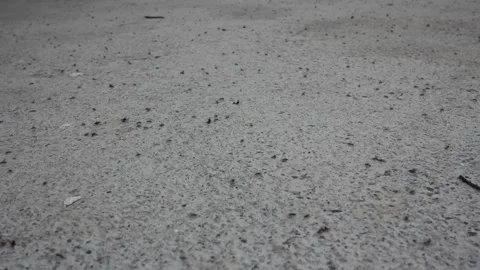Flying ants crazy before rain Stock Footage 247470154