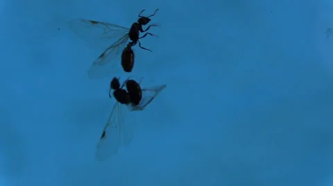 Flying ants ,drowning Stock Footage 39314204