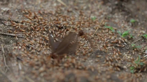 Flying ants emerging after the rain. Stock Footage 320929214