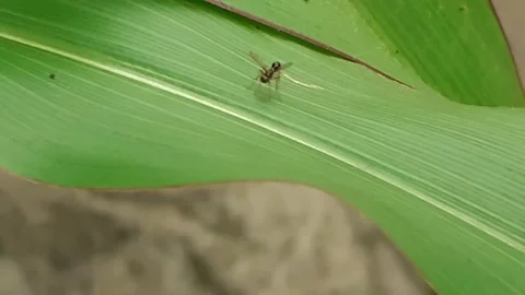 Flying ants Stock Footage 171765928