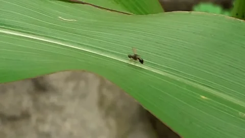 Flying ants Stock Footage 171768404