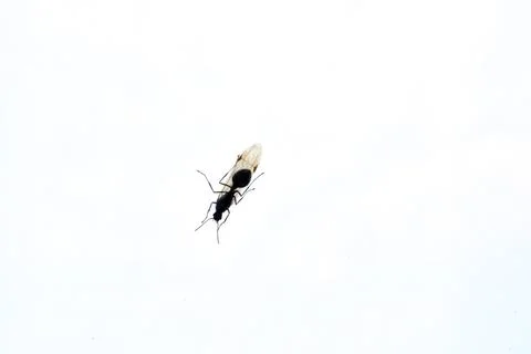 Flying ants glide through a bright sky, showcasing a unique phase of their life. Stock Photos