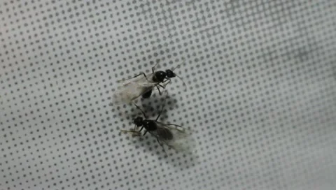Flying Ants, Lasius niger Stock-Footage 11301365