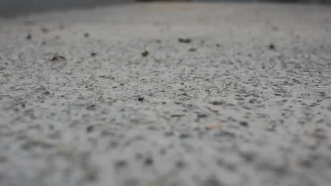 Flying ants moving fast in the evening Stock Footage 247470180