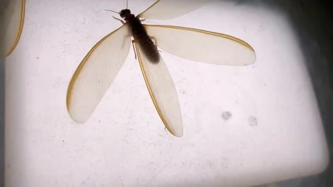 Flying ants or termite alates with a back light 4K HD 库存影片 163927912