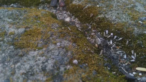 Flying ants out of the nest Stock Footage 276348761